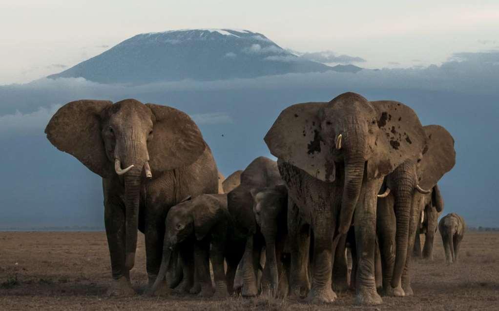 Amboseli Serena Safari Lodge Facilități foto