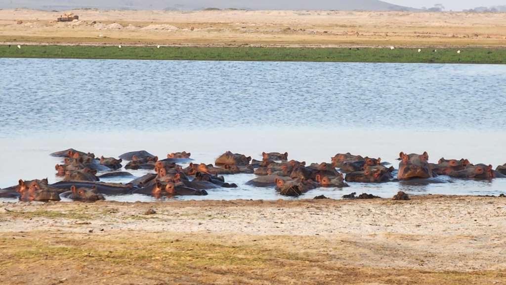 Amboseli Serena Safari Lodge Facilități foto